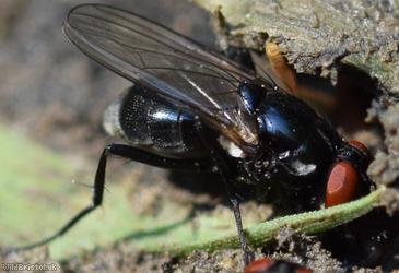Lonchaeidae Unidentified