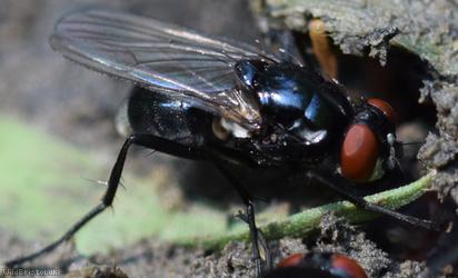 Lonchaeidae Unidentified