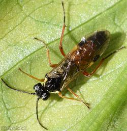 Pale-vented Bedstraw Sawfly