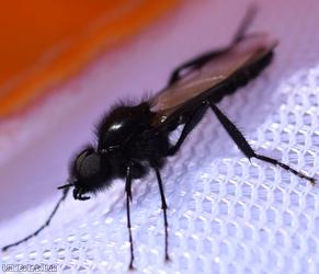 St Marks Fly