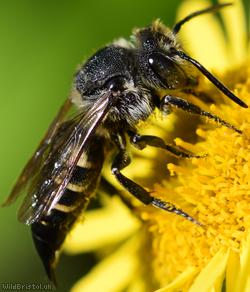 Shiny-vented Sharp-tail Bee