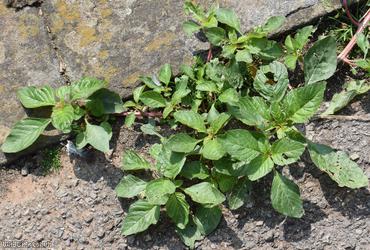 Guernsey Pigweed