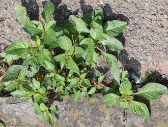 Guernsey Pigweed