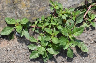 Guernsey Pigweed