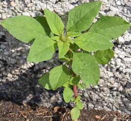 Green Amaranth
