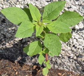 Green Amaranth