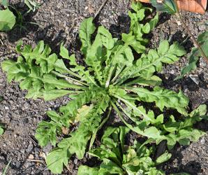 image for Shepherd's-purse type 3