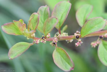 image for Many-seeded Goosefoot