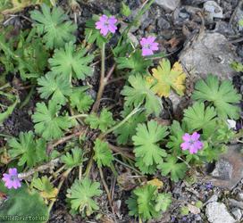 Dove's-foot Crane's-bill