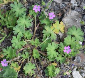 Dove's-foot Crane's-bill