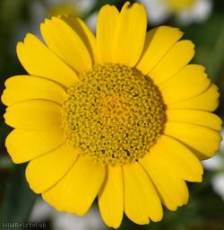 Corn Marigold