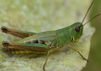 Meadow Grasshopper
