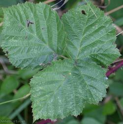 Yorkshire x Densely-hairy Bramble