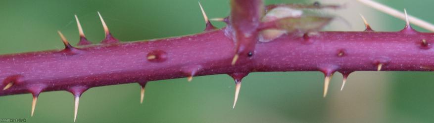 Yorkshire x Densely-hairy Bramble
