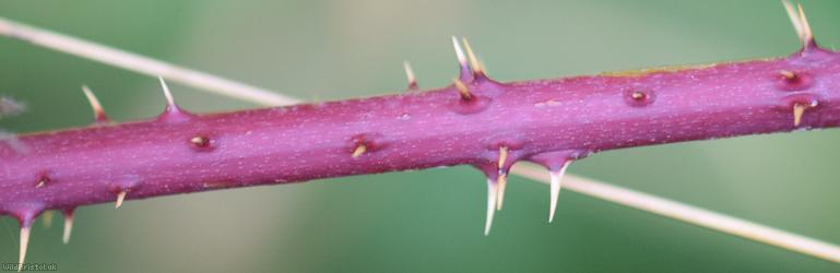 Yorkshire x Densely-hairy Bramble