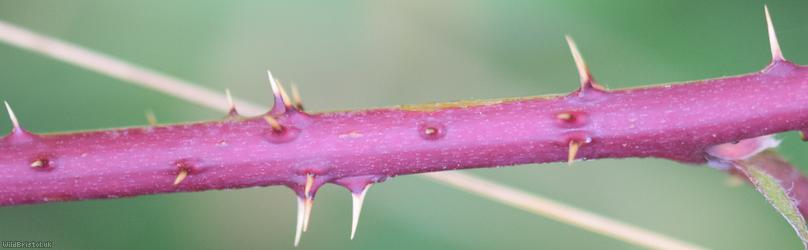 Yorkshire x Densely-hairy Bramble