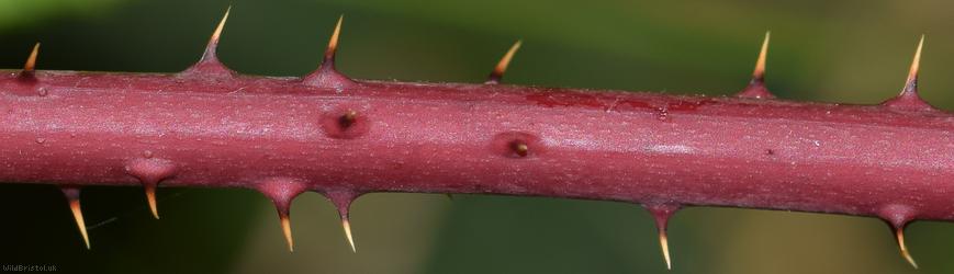 Yorkshire x Densely-hairy Bramble