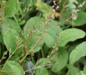 image for Cornfield Knotgrass