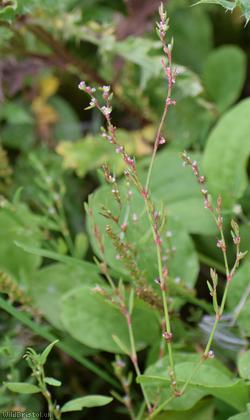 Cornfield Knotgrass