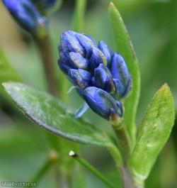 Chalk Milkwort