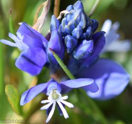 Chalk Milkwort