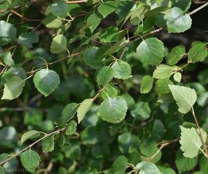Downy Birch