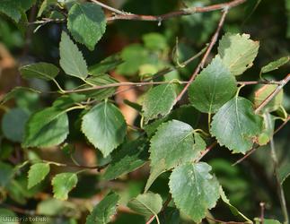 Downy Birch