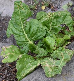 image for Foliage Beet