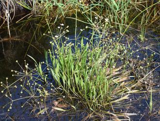 Lesser Water-plantain