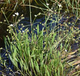 Lesser Water-plantain