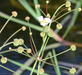 Lesser Water-plantain