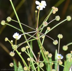 Lesser Water-plantain