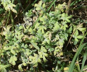 Swine-cress