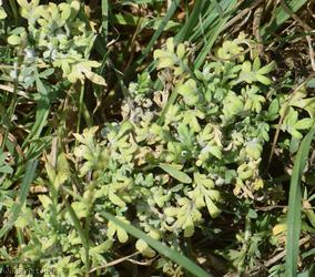 Swine-cress
