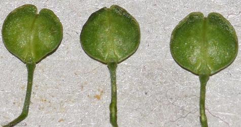 Argentine Pepperwort