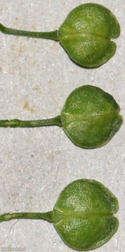 Argentine Pepperwort