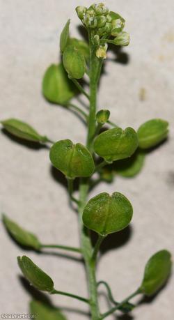 Argentine Pepperwort