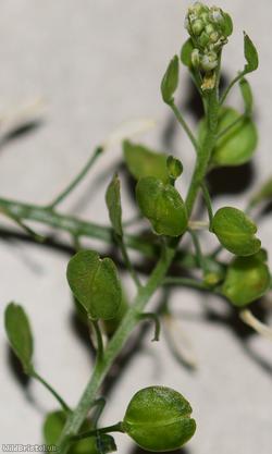 Argentine Pepperwort