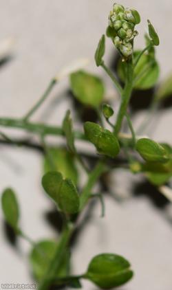 Argentine Pepperwort