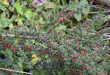 Entire-leaved Cotoneaster