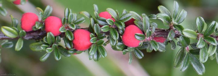 Entire-leaved Cotoneaster