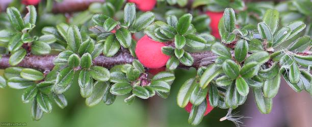 Entire-leaved Cotoneaster