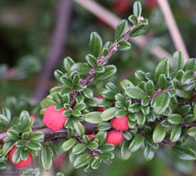 Entire-leaved Cotoneaster