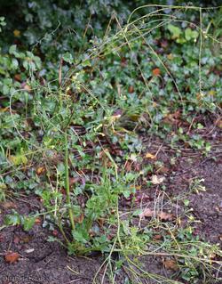image for Mediterranean Radish