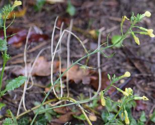 Mediterranean Radish