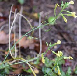 Mediterranean Radish
