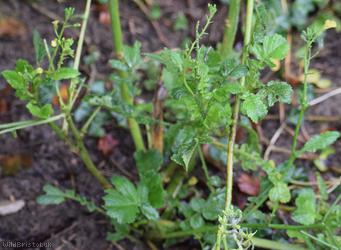 Mediterranean Radish