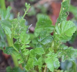 Mediterranean Radish