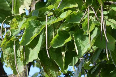 Indian Bean-tree
