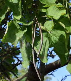 Indian Bean-tree